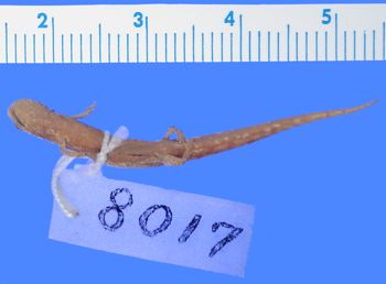 Media type: image; Herpetology A-8017